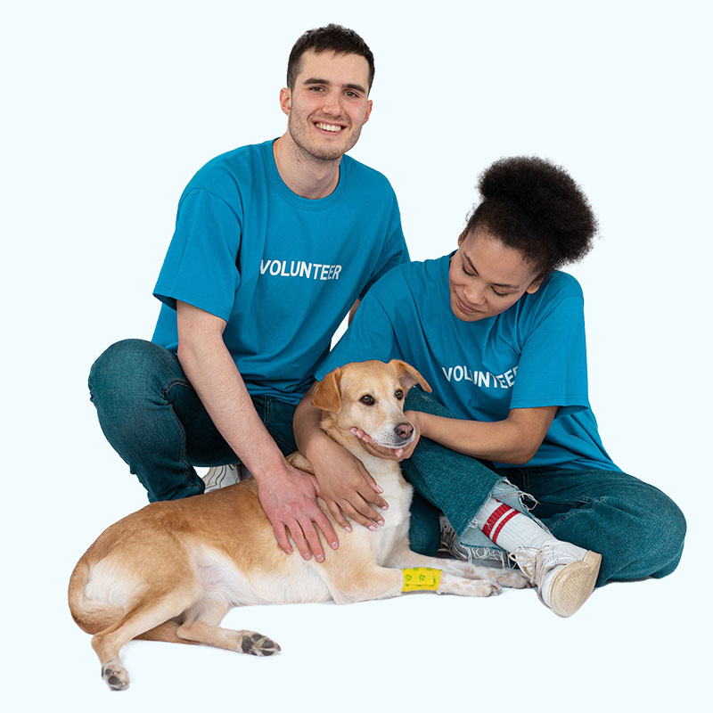 dp-vetcare-01